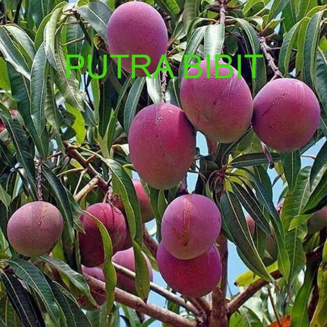 Mangga irwin okulasi