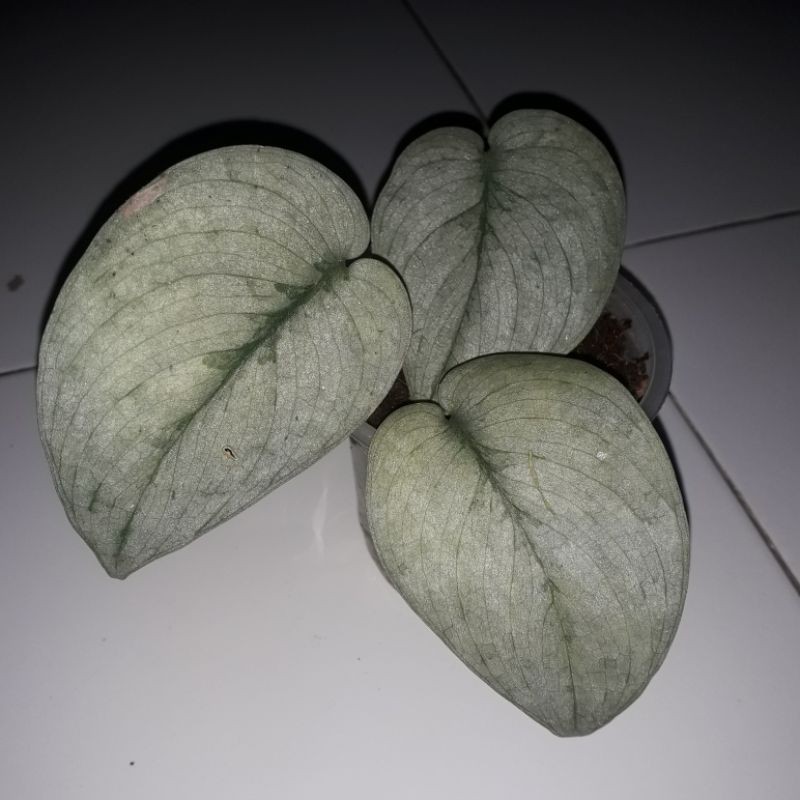 scindapsus silver super hero platinum