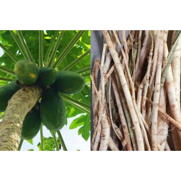 

Akar pepaya akar gedang segar Gandul herbal