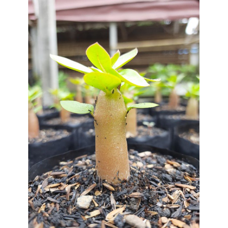 Bibit Bunga Adenium arabicum ori