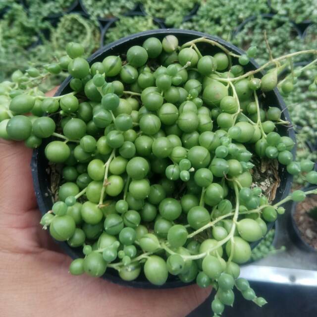 String of pearl / tasbih