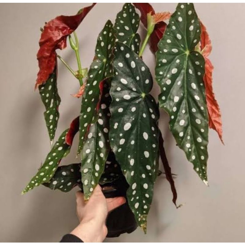 begonia polkadot asli begonia angel wing asli