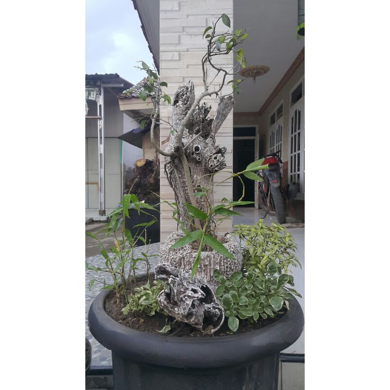 Bonsai beringin benjamin feat bonsai bambu tasbih