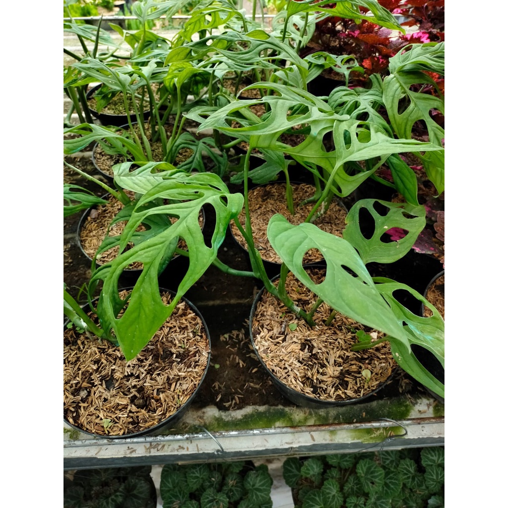 Tanaman Hias Janda Bolong - Monstera Adansonii