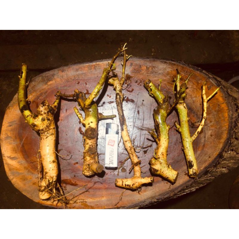 Bahan bonsai serut mame berkarakter(dongkelan)