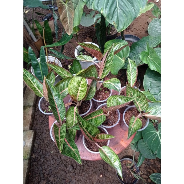 Aglonema Green Legacy