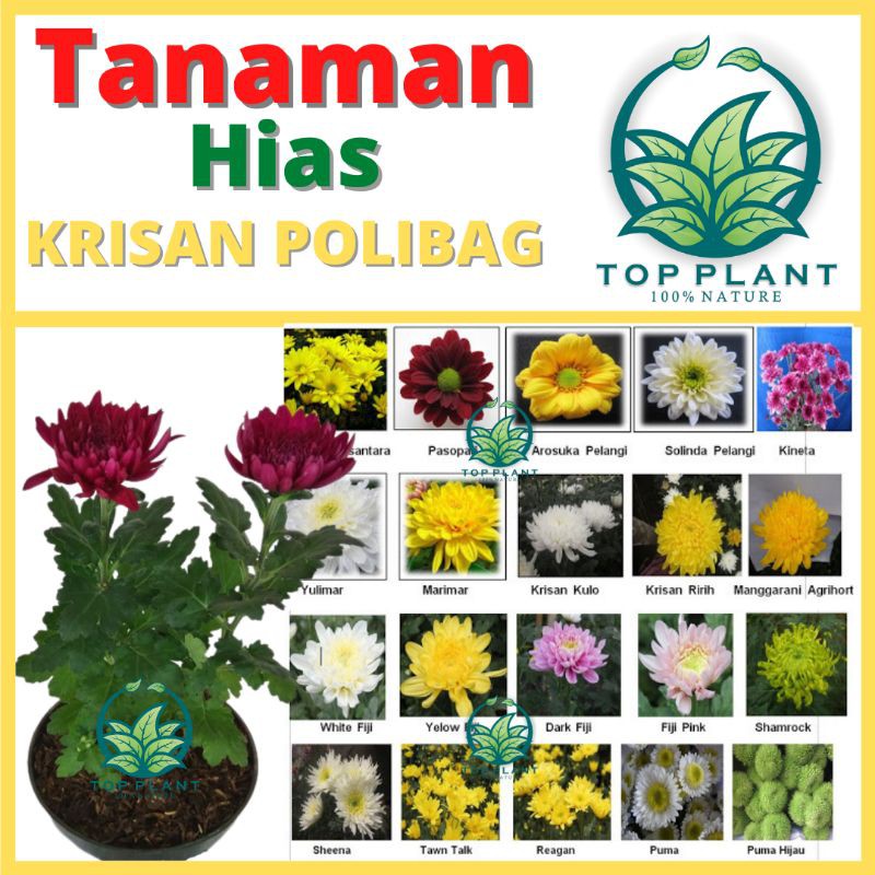 Bibit Tananaman Krisan(chrysanthemun) Polibag isi 5 Pohon - Bibit Bunga Hidup