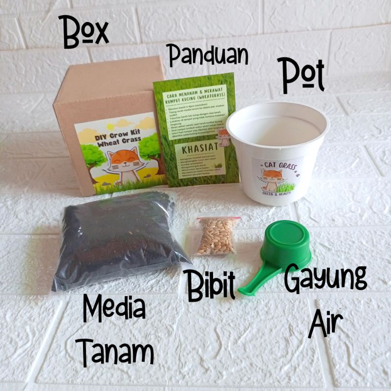 Berkebun Bertanam DIY Rumput Kucing Paket Siap Tanam Wheat Grass