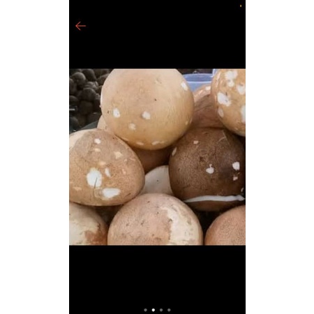 

kelapa utuh