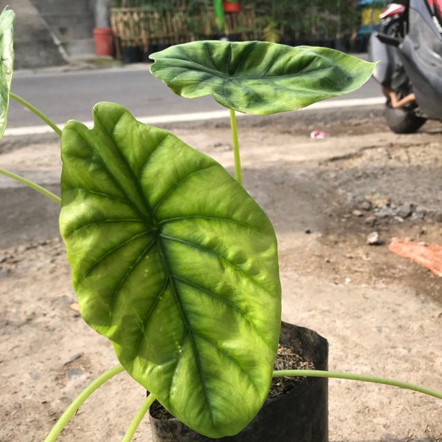 Alocasia Keladi Tengkorak Hijau Shopee Indonesia