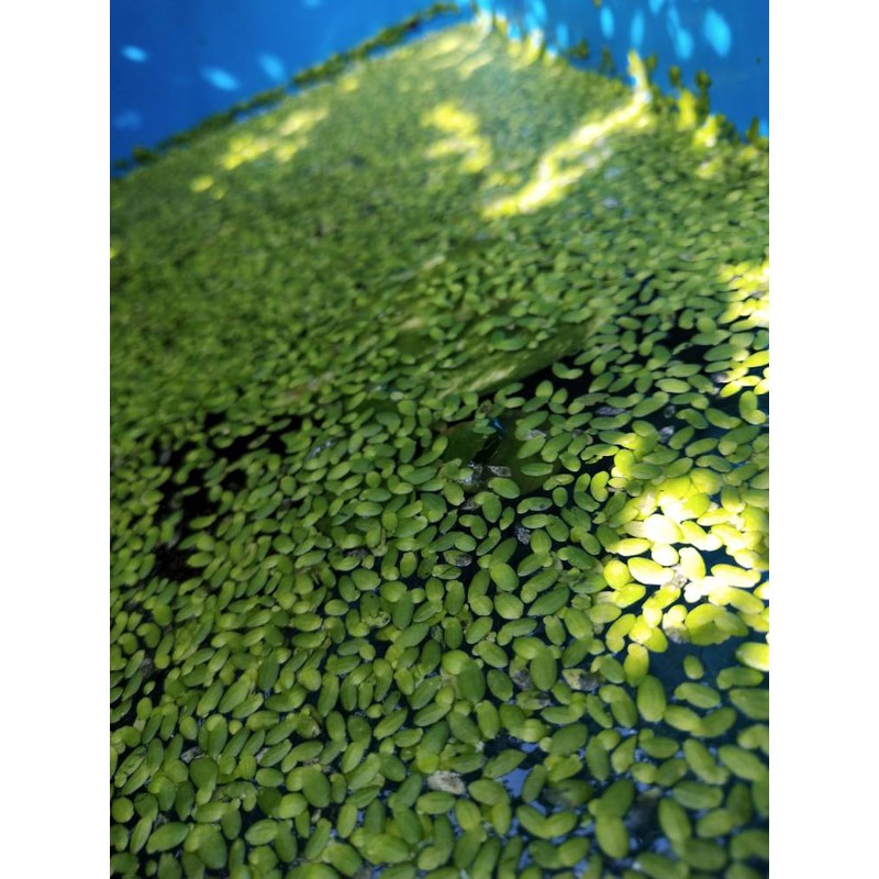 MAMPIR KA Tanaman Air, Mata Lele, Azolla Pinnata