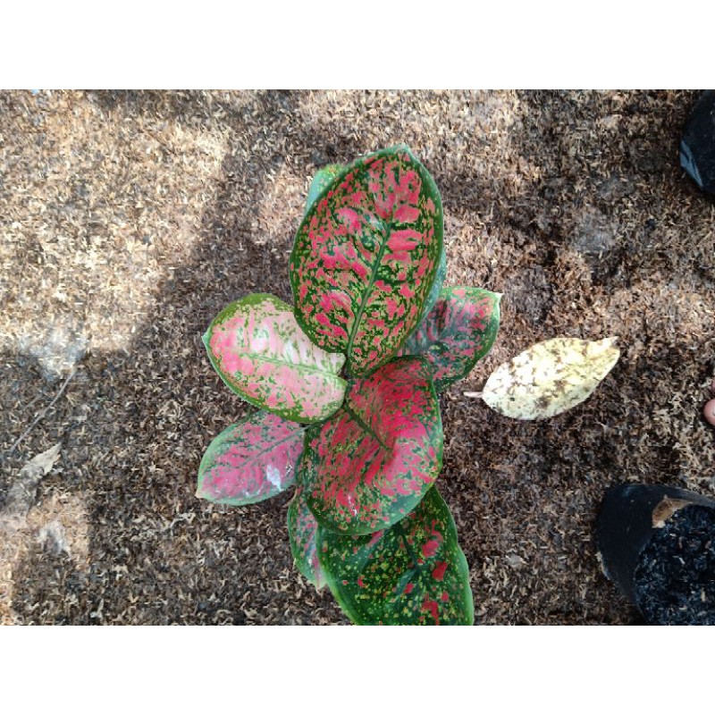 bunga aglonema red spider