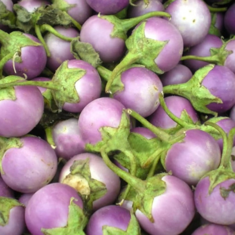 TERONG UNGU LALAP - 50 Biji / Benih / bibit TERONG UNGU LALAP - bibit buah - BISNIS SEJAHTERA