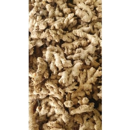 

JAHE EMPRIT /JAHE PUTIH/JAHE PEDAS (1KG)