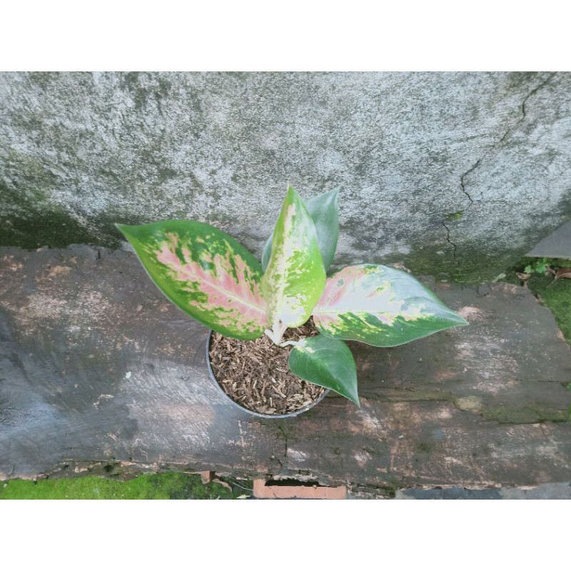 Aglonema Red Kocin Remaja