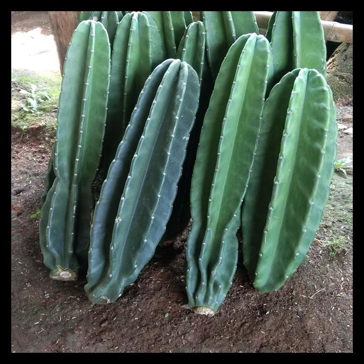 Tanaman Kaktus Koboi / Kaktus Belimbing