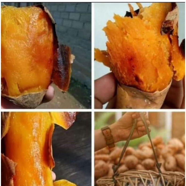 

ubi bakar madu cilembu