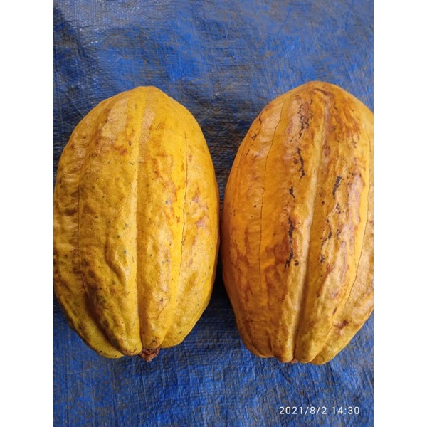

Buah kakao/buah coklat matang 1 pcs