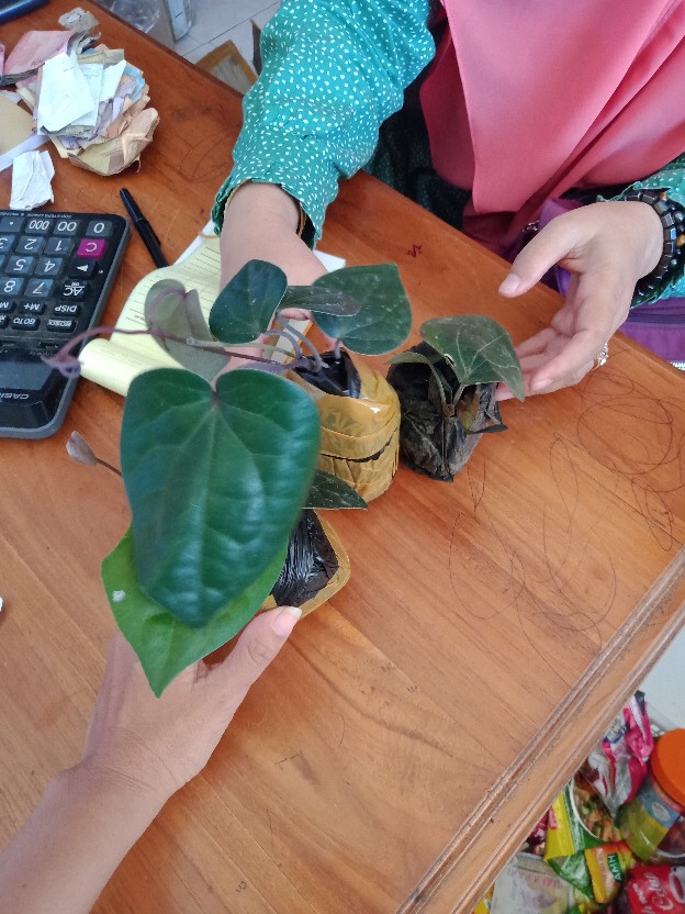 Bibit Tanaman Daun Sirih Hitam