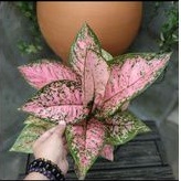Tanaman hias aglaonema Ruby super pink - aglonema Ruby pink