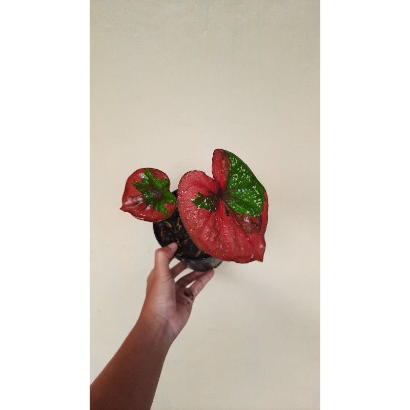 Keladi Baret / Caladium baret