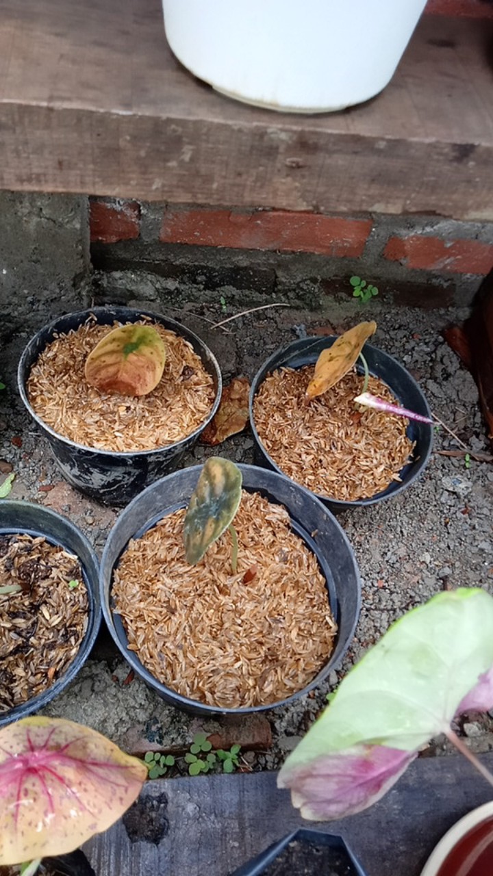 Tambahan Packing Paralon