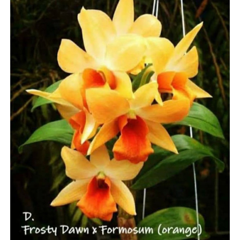 Den.frosty orange kondisi dewasa