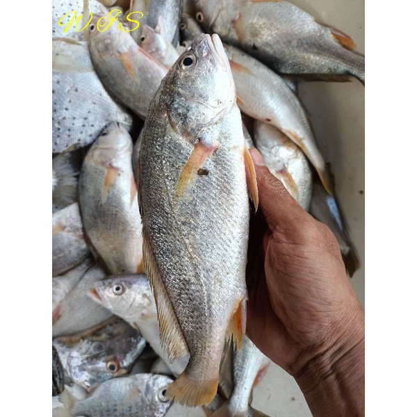 

ikan samge ikan harian bukan bekuan