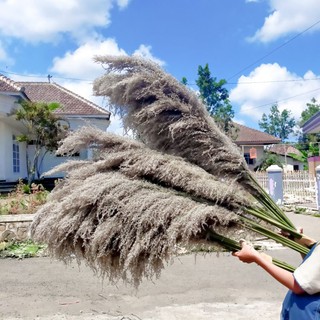 Image of thu nhỏ Pampas bulu putih super jumbo uk XXL kwalitas terbaik/dried pampas grass #0