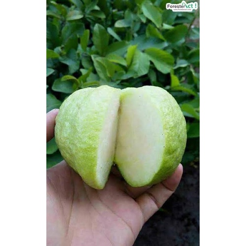 

buah jambu kristal kebumen -1kg