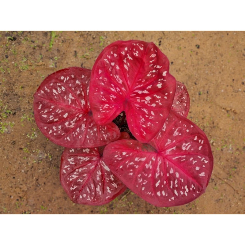 caladium thailand size remaja gaes bukan indukan