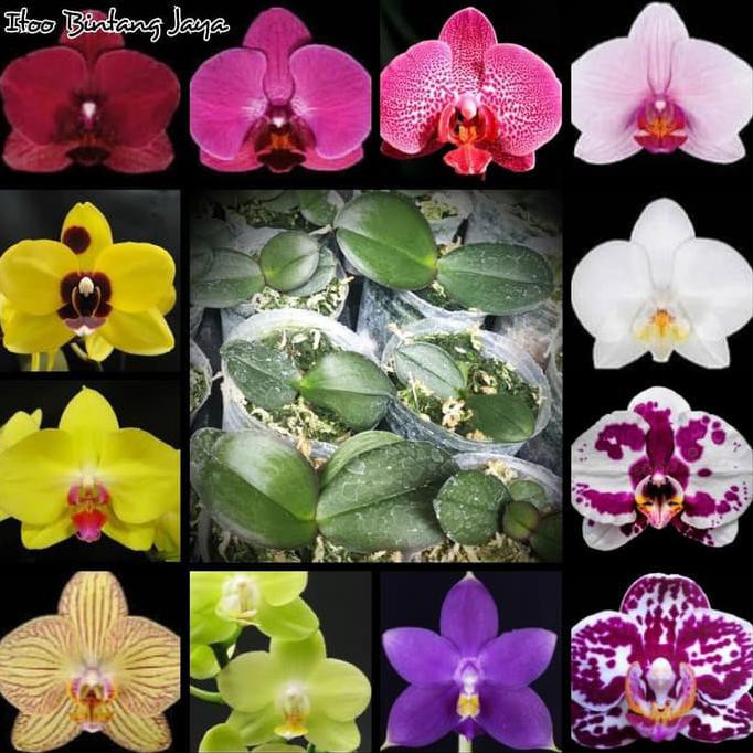 Ready Stock] Seedling Benih Anggrek Bulan / Phalenopsis Hybrid