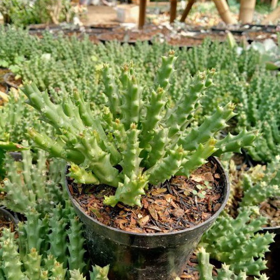 sekulen huernia kaktus sekulen