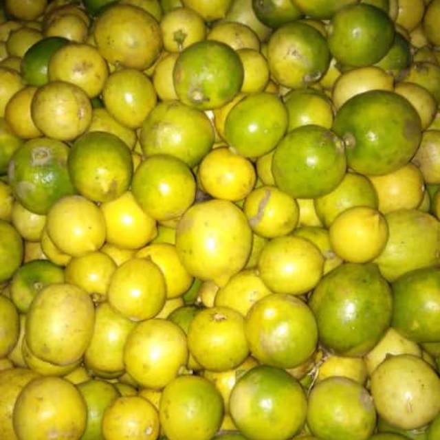 

Jeruk Lemon