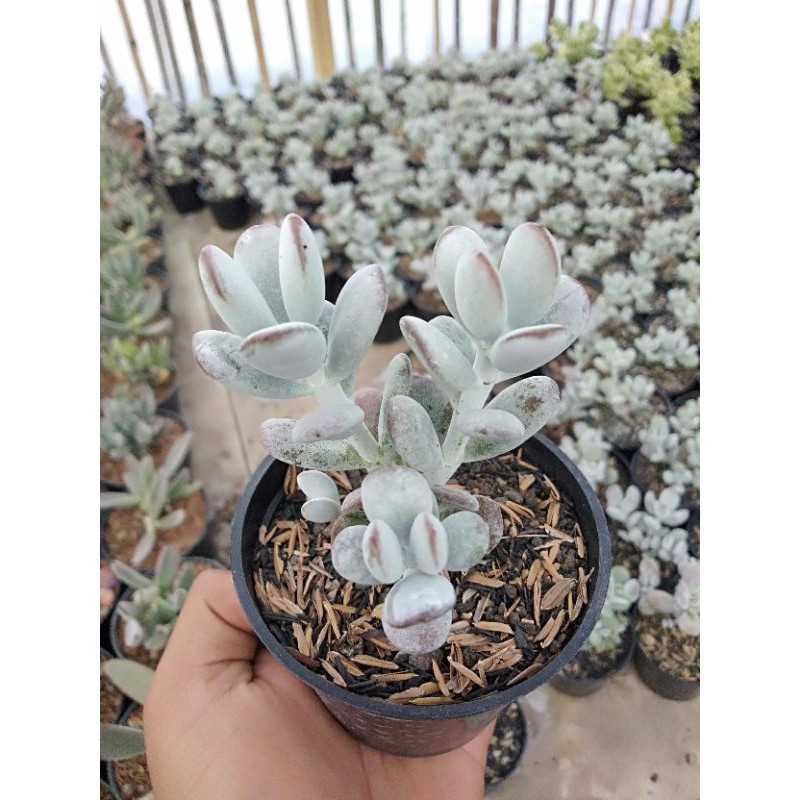 

cotyledon