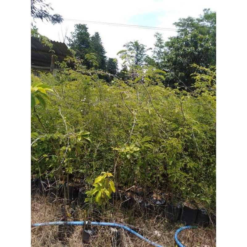 

asem Jawa jumbo sepidol permanen