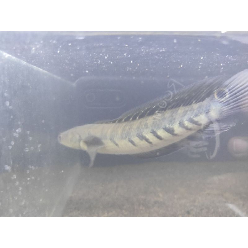 yellow sentarum size 17-20 cm