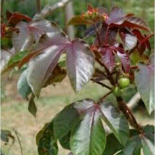 

Daun jarak merah biji jarak tanaman jarak merah obat herbal