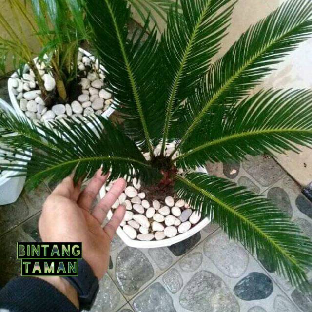 Tanaman hias palem sikas-palm sikas