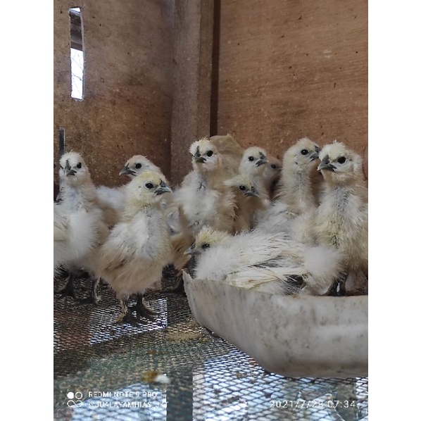 Ayam Silki Ayam Kapas bulu Sutra anakan