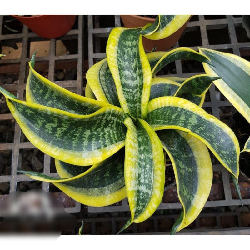 Sansivera Twister Sister - Tanaman Hias Indoor