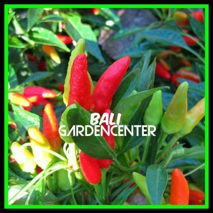 

Buruan Beli Cabe - Pepper (Hot) C Andlelight - Original - Import Au