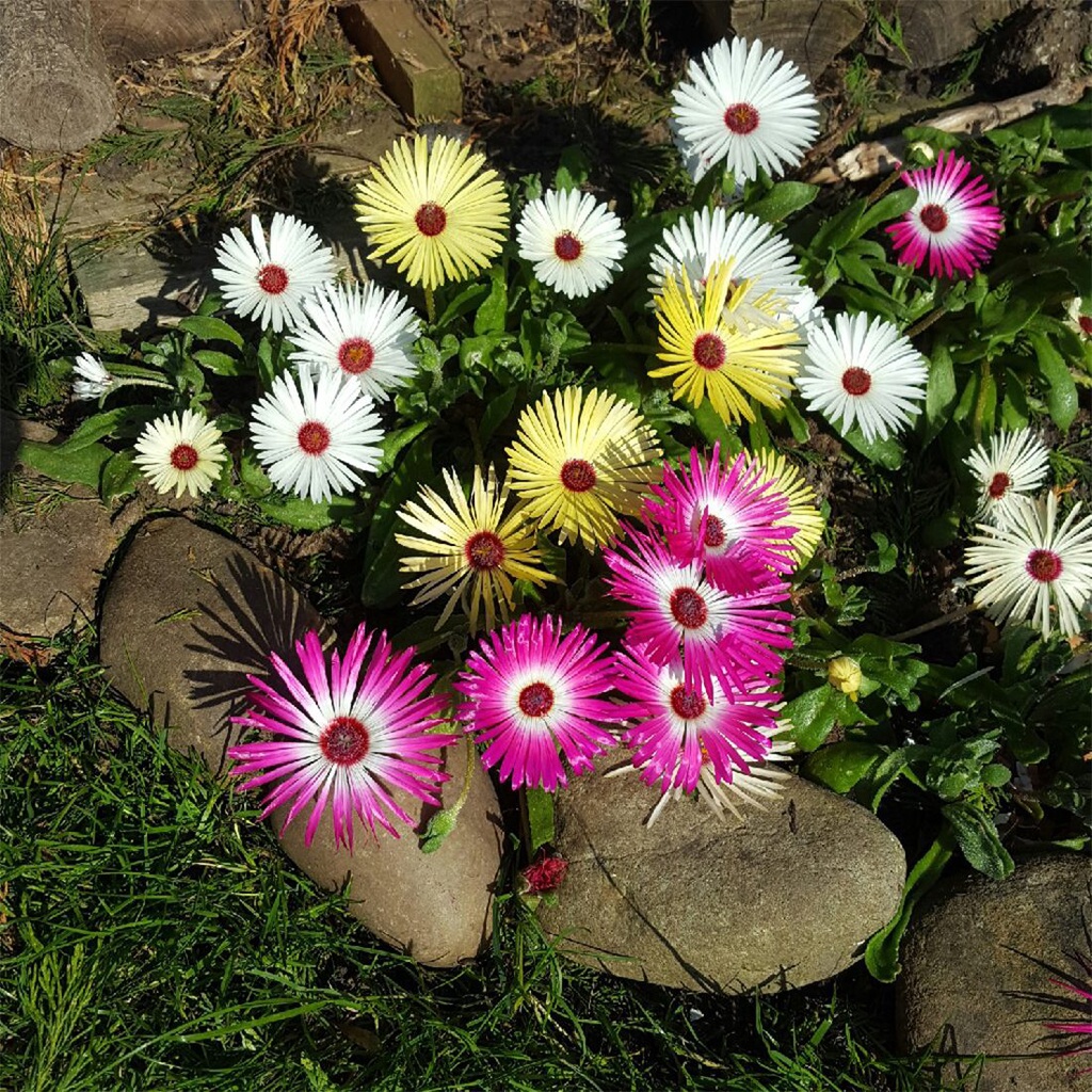 Benih Bibit Biji - Bunga Mesembryanthemum Pastel Mixed Ice Plant Flower Seeds - IMPORT