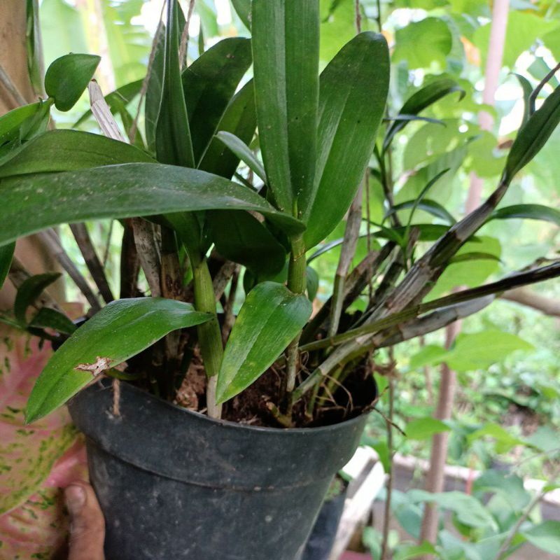 Anggrek dendro larat