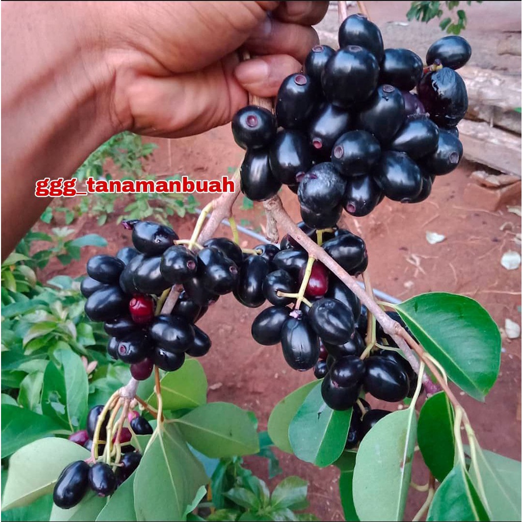 Bibit Juwet Hitam Jumbo Super Cepat Berbuah