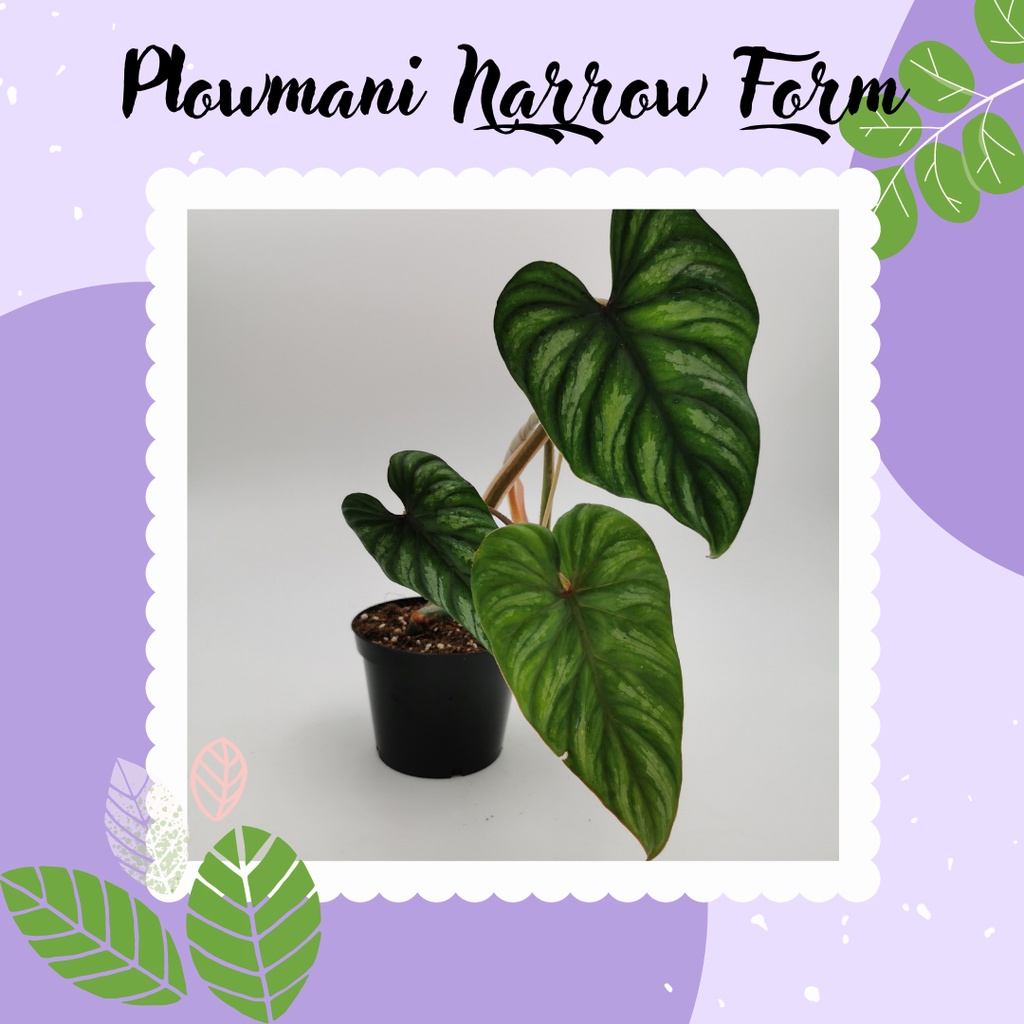 Ready Tanaman Philodendron Plowmanii Narrow Philo Plowmanii