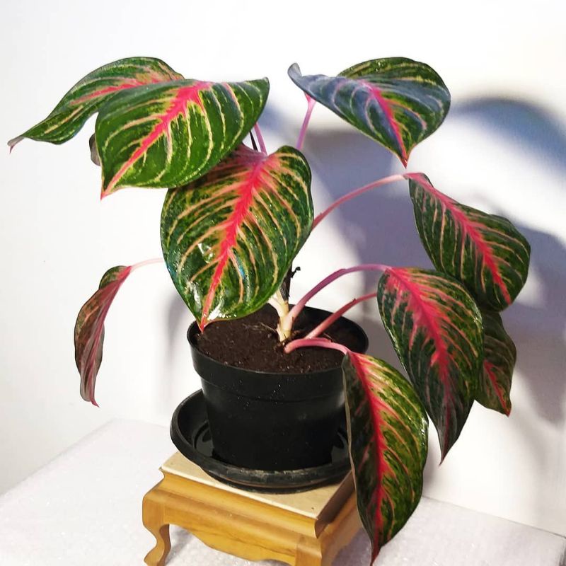 Bibit Bonggol Tanaman Hias Aglonema Red Borju