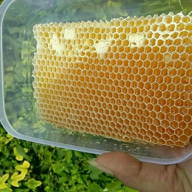 

Madu sarang melifera 500 gr