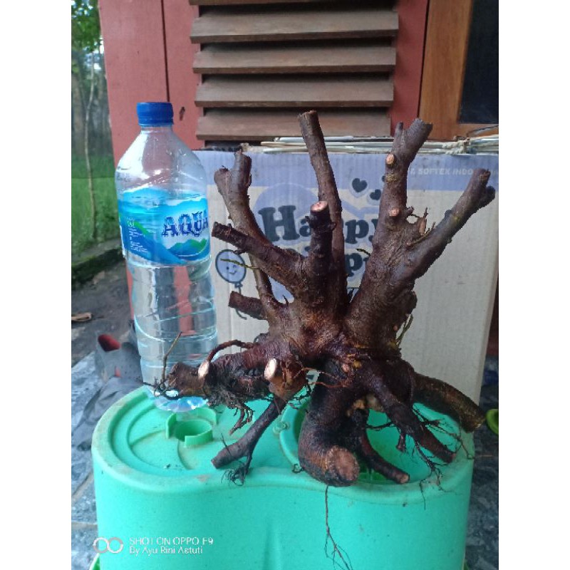 bahan bonsai dongkelan loa terbaru