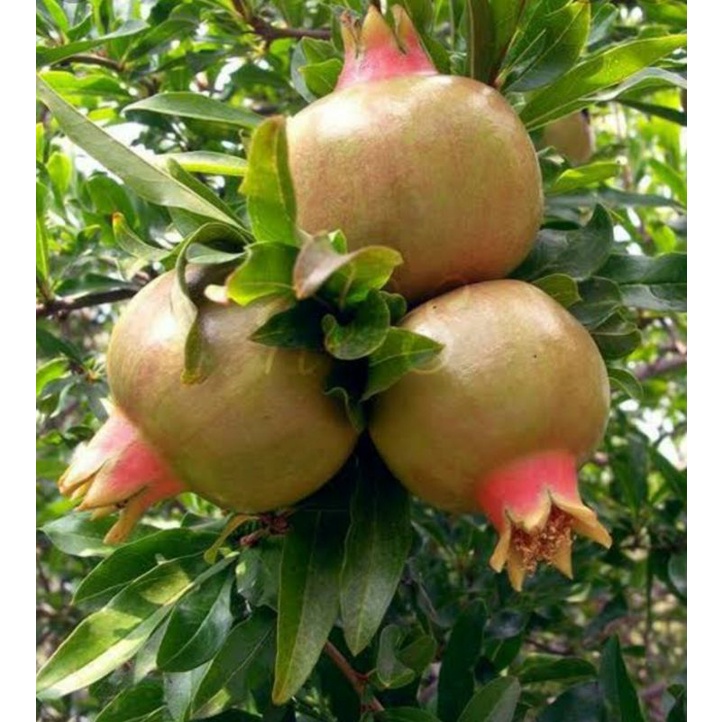 20 biji benih buah delima putih super murah